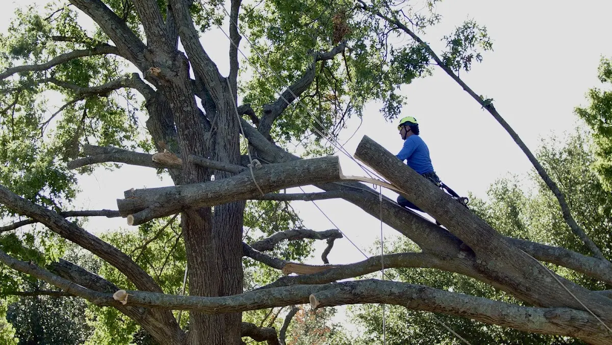 Professional Crown Thinning performed by certified arborists in Saratoga